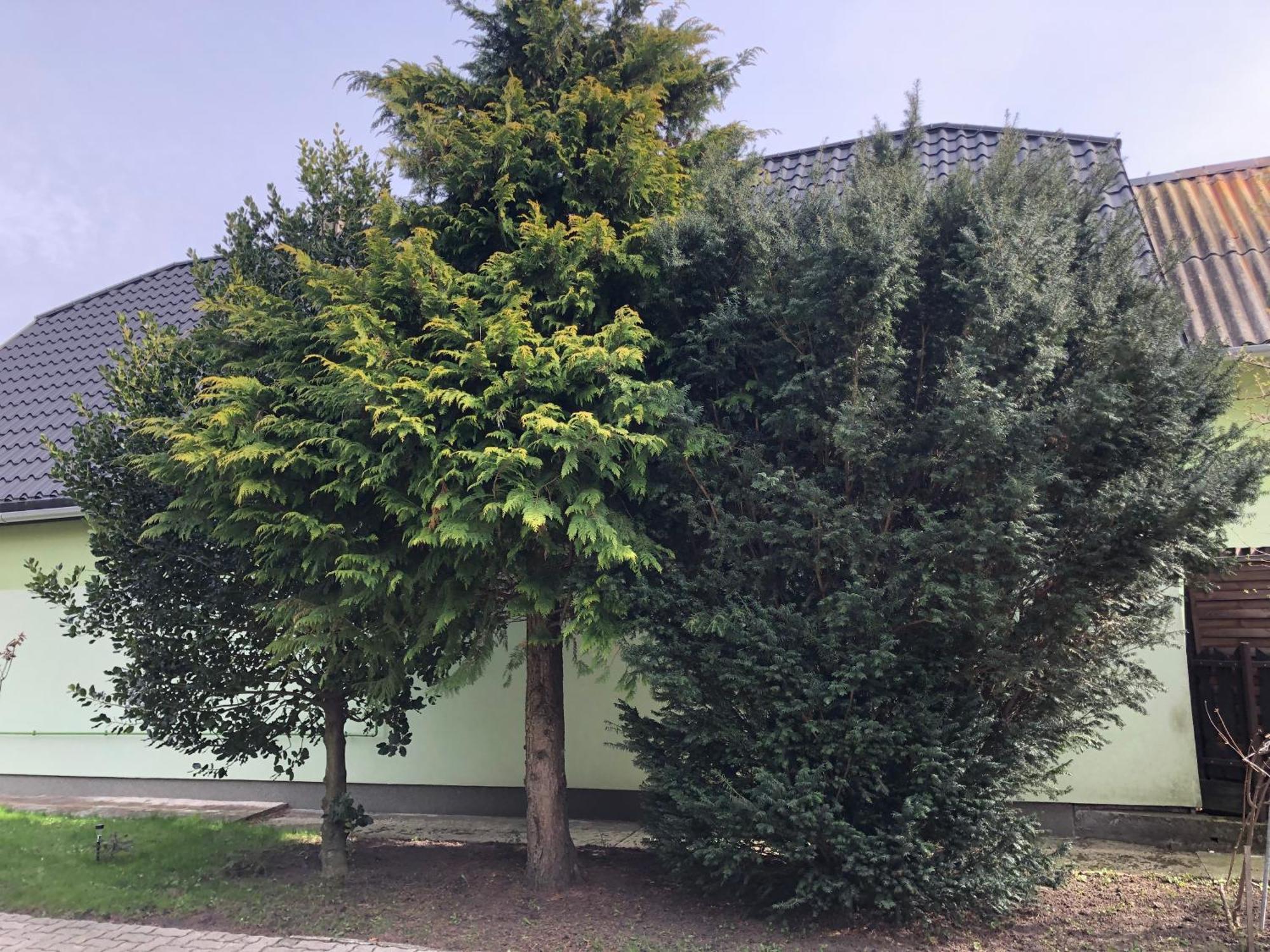 Bakonyi Mamutfenyő Vendégház Tés Exterior foto